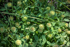Trifolium cyathiferum