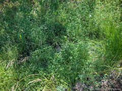 Trifolium cyathiferum