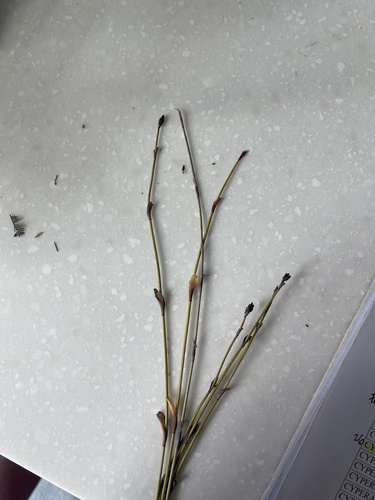 Chordifex hookeri, 2025-03-11