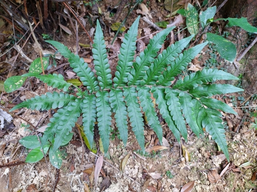 Woodwardia japonica