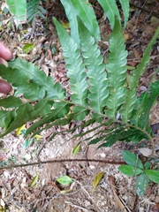 Woodwardia japonica, photograph author not stated, no rights reserved