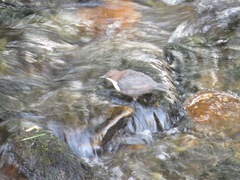 Cinclus cinclus gularis