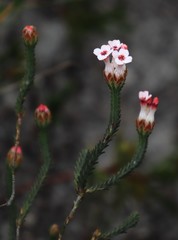 Erica ampullacea