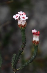 Erica ampullacea