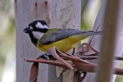 Falcunculus frontatus