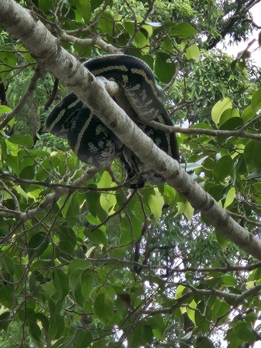 Coastal Carpet Python sighting