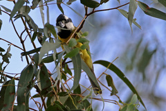 Falcunculus frontatus