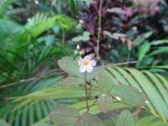 Oxalis barrelieri