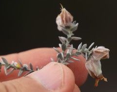 Amphithalea tomentosa