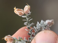 Amphithalea tomentosa