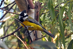 Falcunculus frontatus