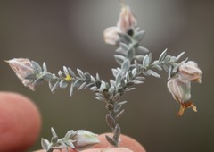 Amphithalea tomentosa