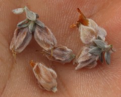 Amphithalea tomentosa