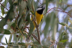 Falcunculus frontatus