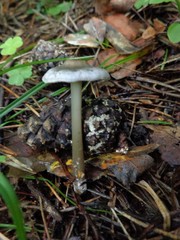 Tephrocybe rancida