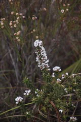 Amphithalea speciosa