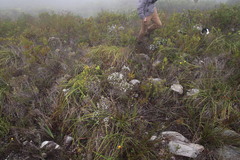 Amphithalea speciosa