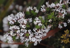 Amphithalea speciosa