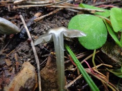 Tephrocybe rancida