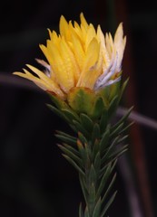 Lachnaea aurea