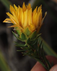 Lachnaea aurea