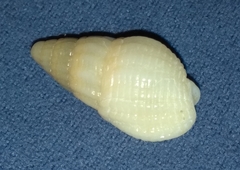 Tritia reticulata