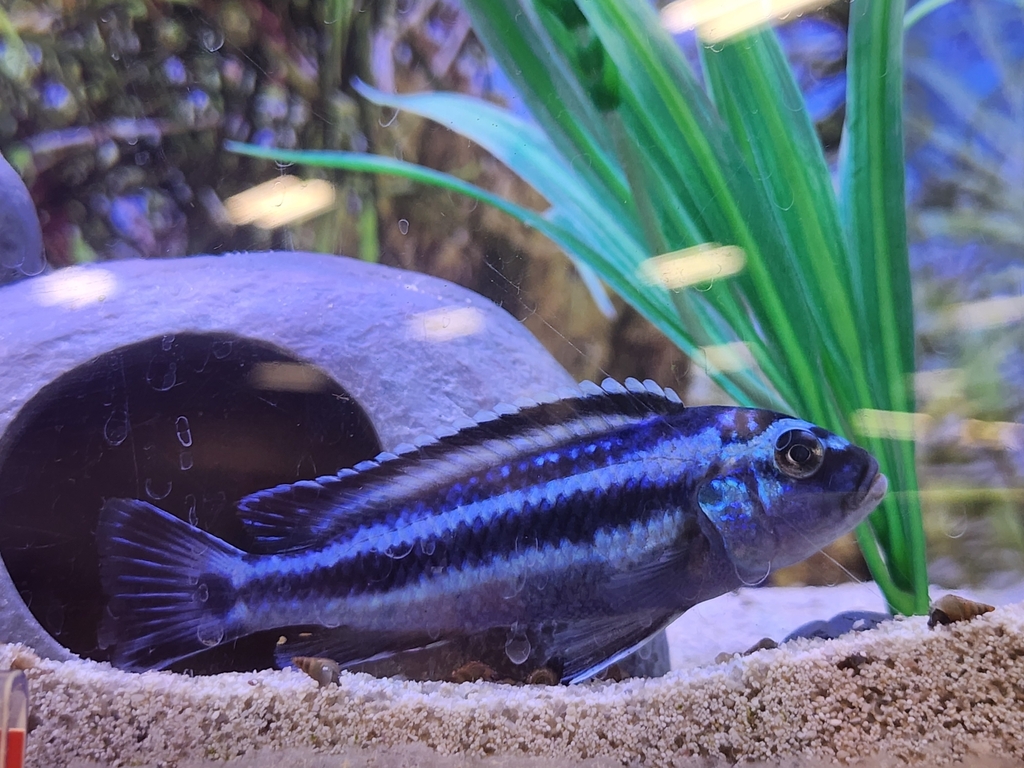 Bluegray mbuna (Pseudotropheus johannii) — Cichlidae