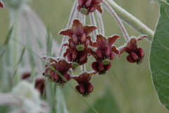 Asclepias californica californica