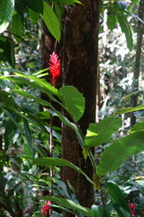 Alpinia purpurata