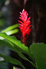 Alpinia purpurata