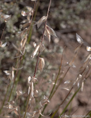 Melica stricta