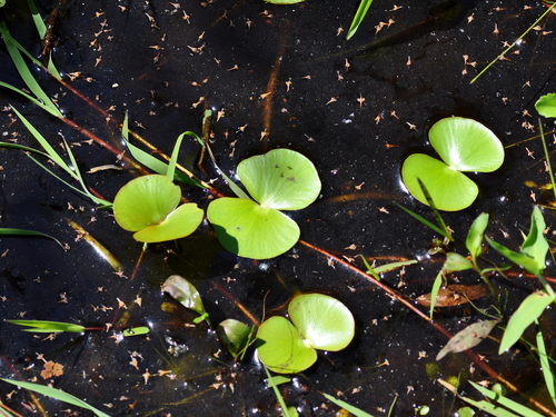Image of Regnellidium diphyllum by (c) vinicius_s_domingues, some rights reserved (CC BY)
