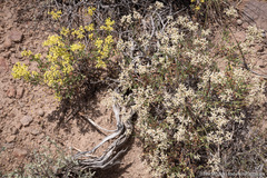 Eriogonum microtheca ambiguum