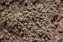 Cusickiella quadricostata