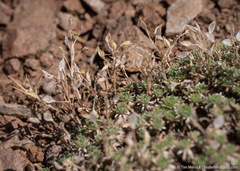 Cusickiella quadricostata