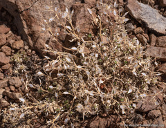 Cusickiella quadricostata