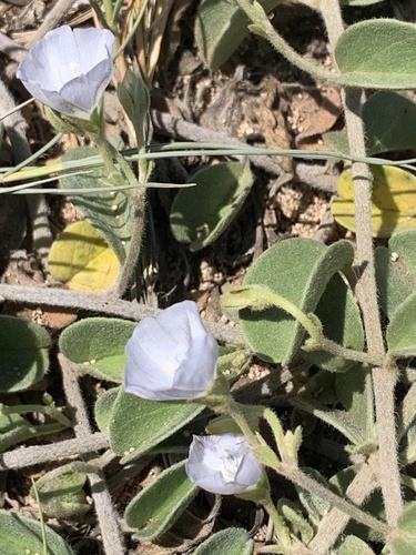Jacquemontia sandwicensis observed 2025-03-10