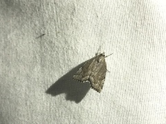 Cutina albopunctella