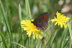 Erebia epipsodea
