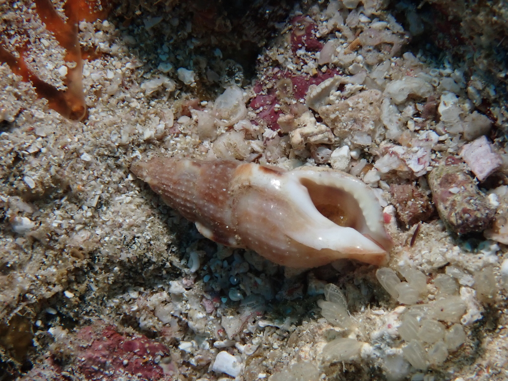 Colubraria lucasensis