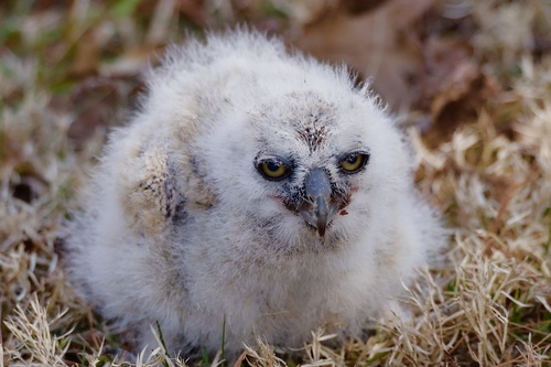 Great Horned Owl photographed in Kentucky