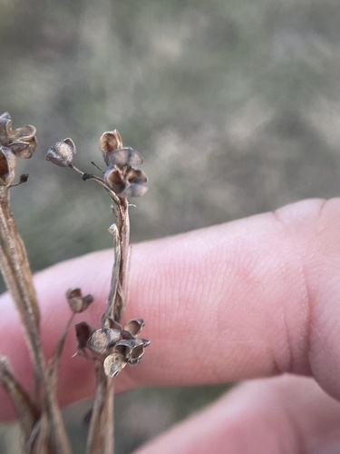Blue-eyed Grass winter