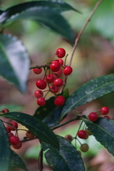 Ardisia crispa