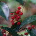 Christmas Berry - Photo (c) Maheva B Laursen, some rights reserved (CC BY), uploaded by Maheva B Laursen