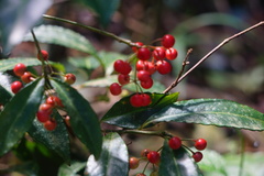 Ardisia crispa