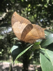 Consul electra electra