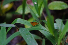 Ypthima sesara