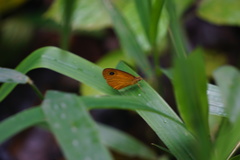 Ypthima sesara