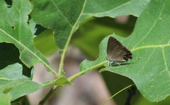 Satyrium edwardsii