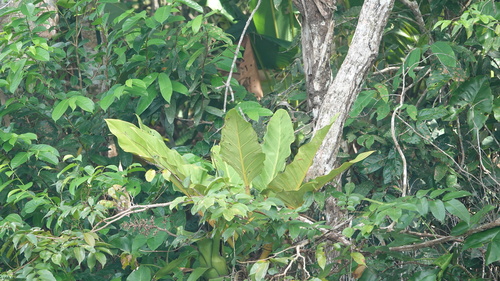 Foto de Pacová